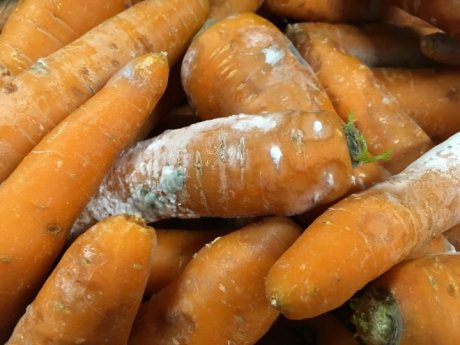 Почему вянет морковь в погребе и холодильнике? Как хранить морковку правильно?